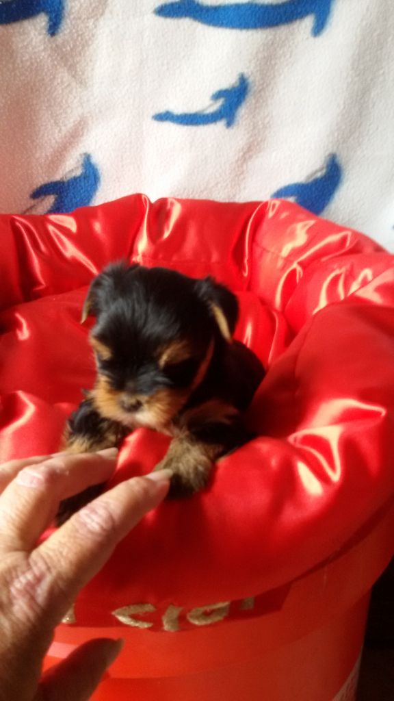 du clos de faurilles - Chiot disponible  - Yorkshire Terrier