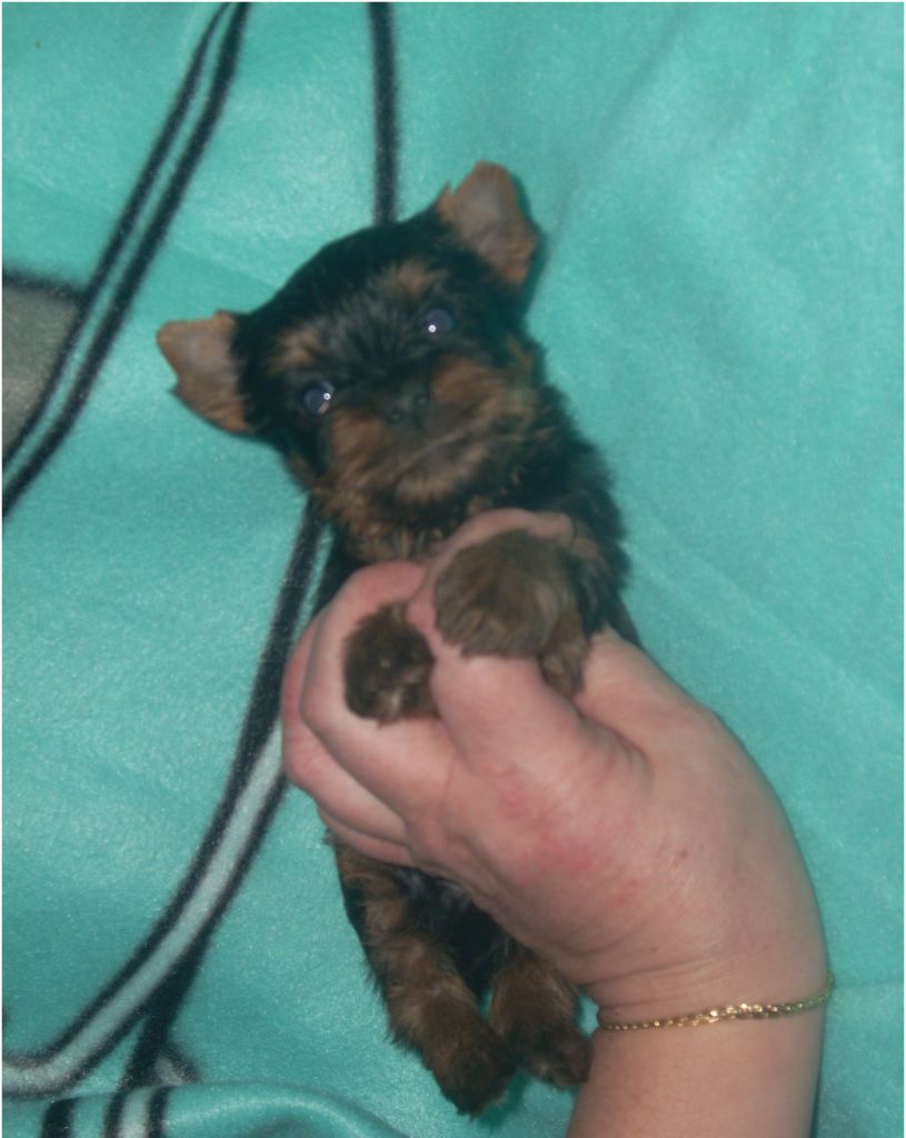 du clos de faurilles - Chiot disponible  - Yorkshire Terrier