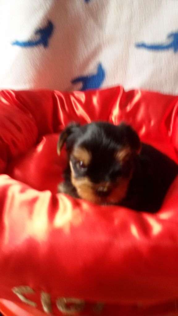 du clos de faurilles - Chiot disponible  - Yorkshire Terrier