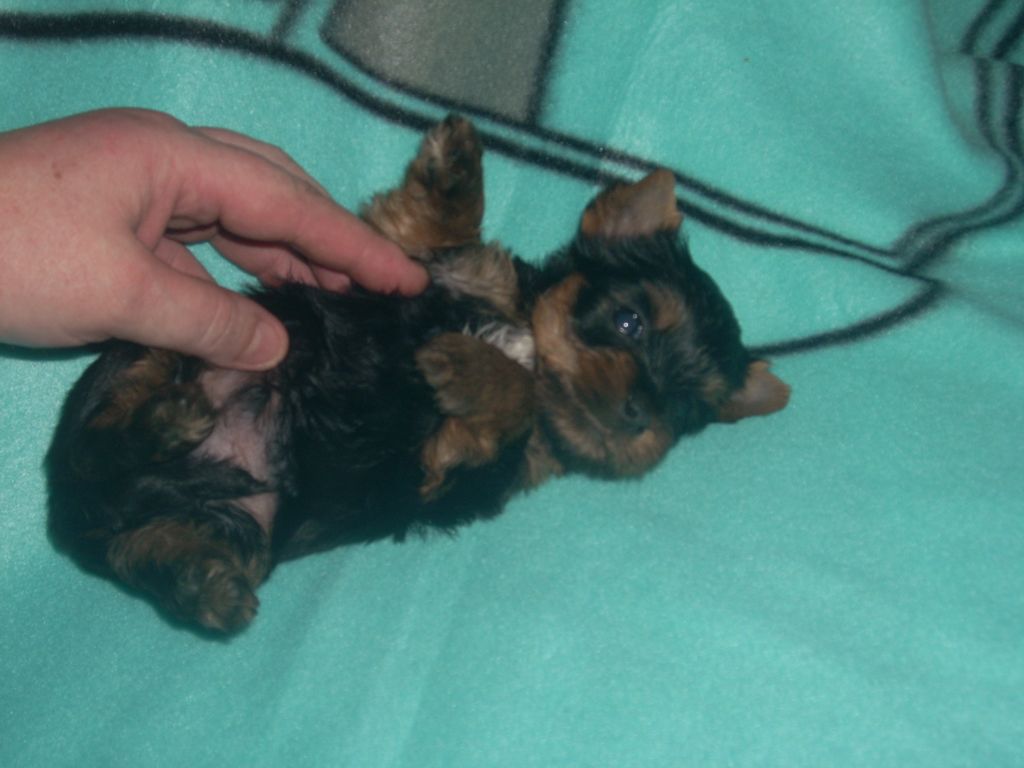 du clos de faurilles - Chiot disponible  - Yorkshire Terrier