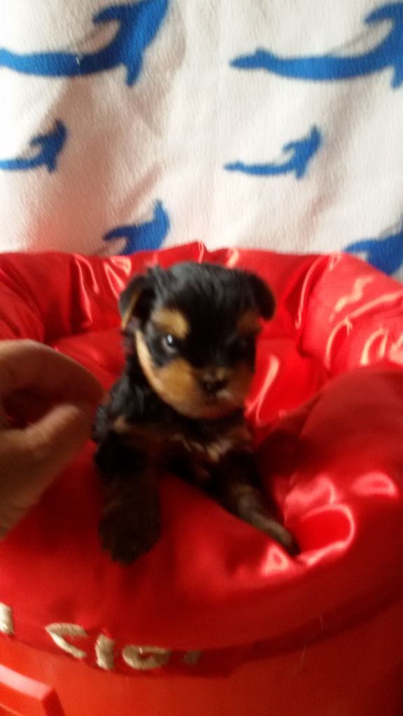 du clos de faurilles - Chiot disponible  - Yorkshire Terrier