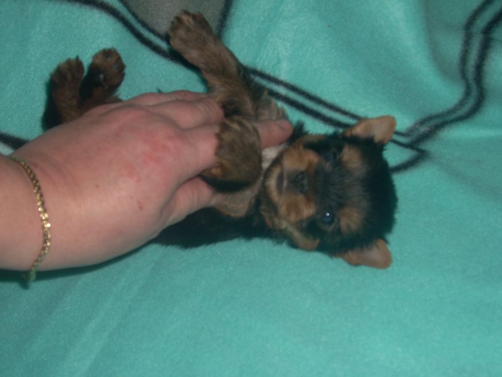 du clos de faurilles - Chiot disponible  - Yorkshire Terrier