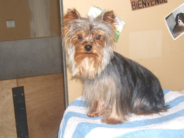 Blue diamond baby boy du clos de faurilles