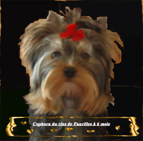 Cephora du clos de faurilles