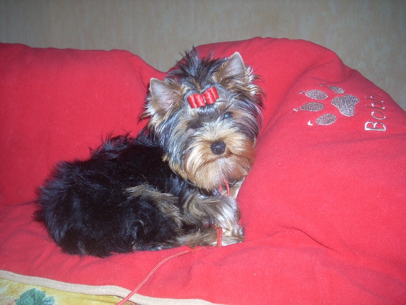 Dolores du clos de faurilles