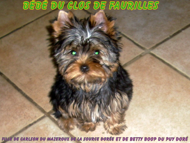 Eskylina du clos de faurilles