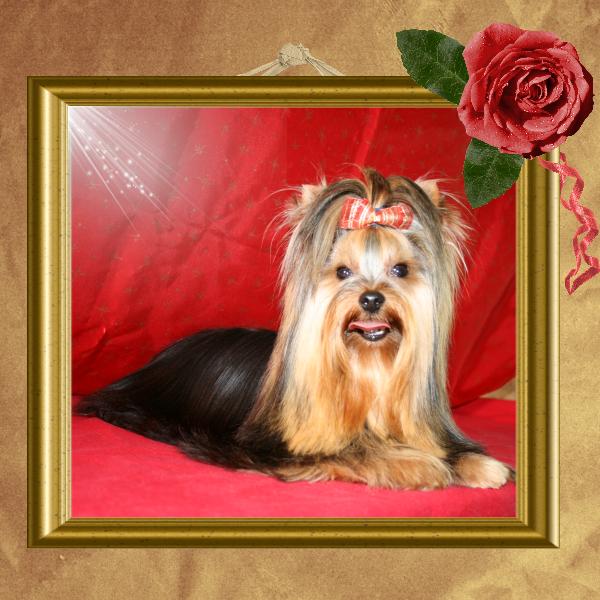 Firby du clos de faurilles