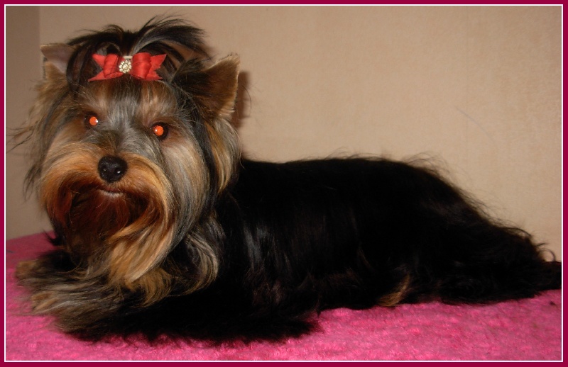 Grace kelly du clos de faurilles