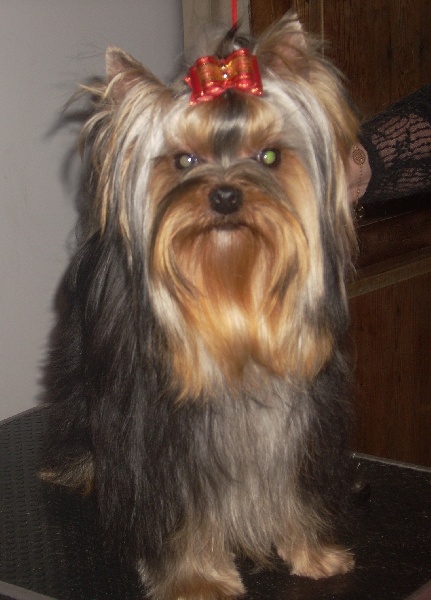 Galla du clos de faurilles