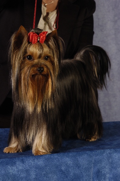 CH. Ginsky- lady du clos de faurilles