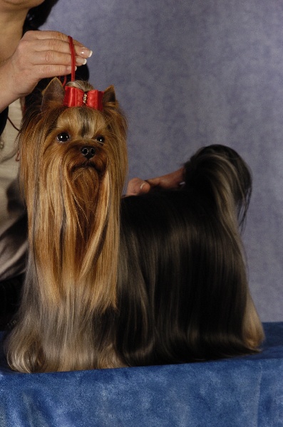 CH. Fifth-avenue du clos de faurilles