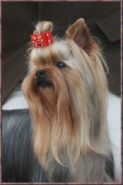 Imperial-girl du clos de faurilles