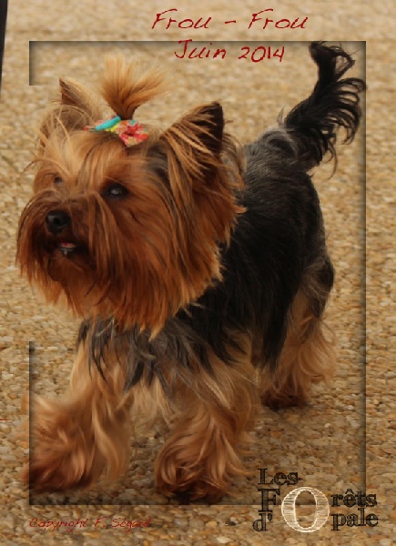 Frou-frou du clos de faurilles