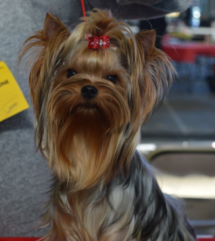 Miss dior du clos de faurilles