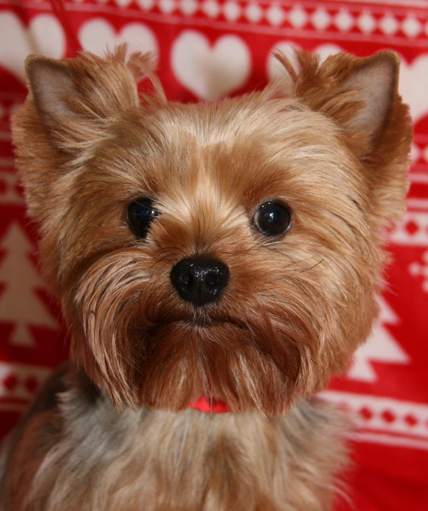 Jody-jopline du clos de faurilles