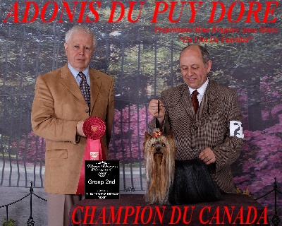 du clos de faurilles - adonis du puy doré champion du canada