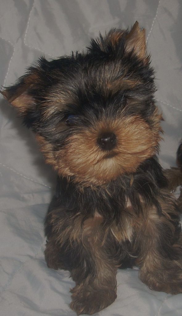 du clos de faurilles - Chiots disponibles - Yorkshire Terrier