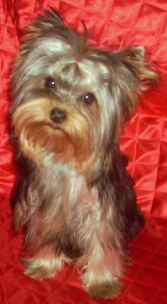 du clos de faurilles - Chiots disponibles - Yorkshire Terrier