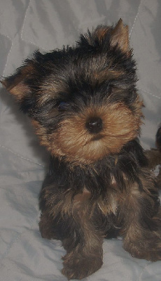 CHIOT
