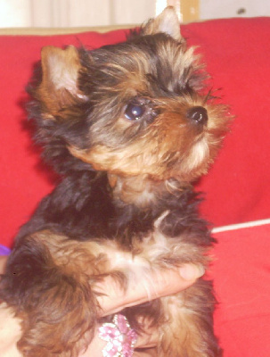 CHIOT 2