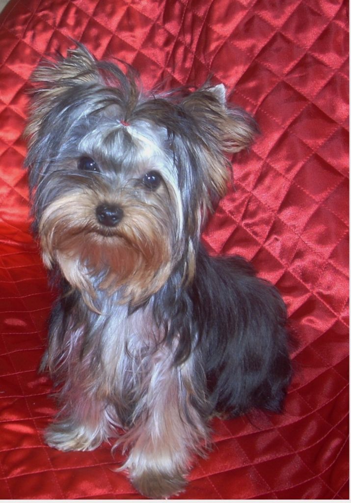 du clos de faurilles - Chiots disponibles - Yorkshire Terrier