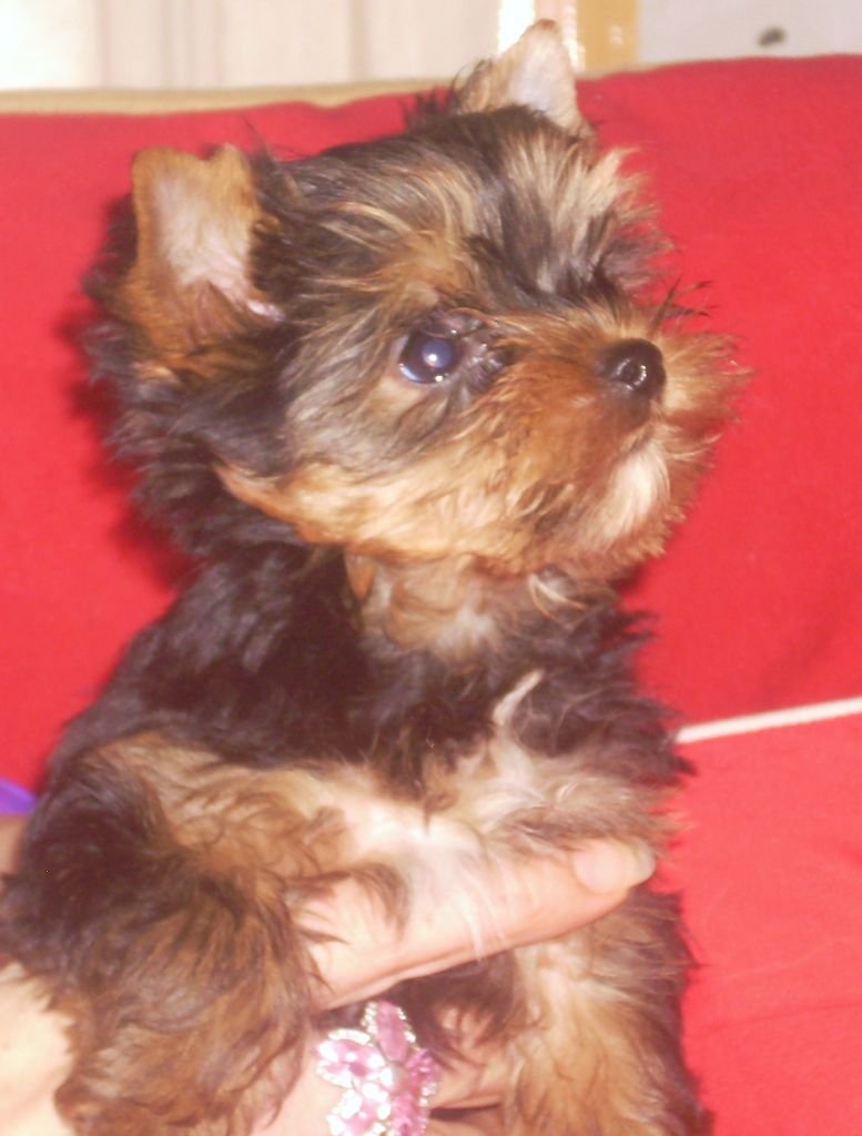 du clos de faurilles - Chiots disponibles - Yorkshire Terrier